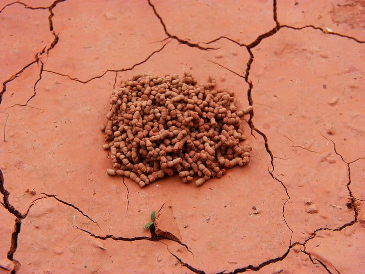 clay, mud, ant nest, crack