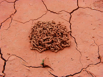 argila, lama, ninho de formiga, rachadura