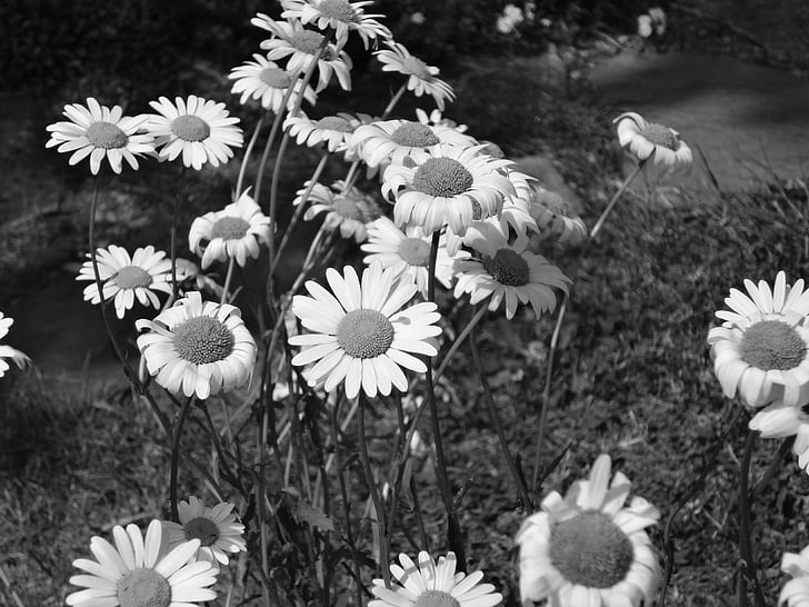 kvet, Daisy, čierna a biela, jar, biela, prírody kvety, kľúčové slová fotomontáž