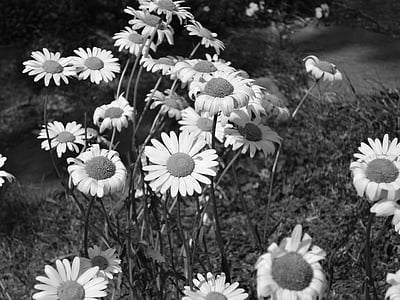 kukka, Daisy, musta ja valkoinen, kevään, valkoinen, luonnon kukka, Avainsanat fotomontáž