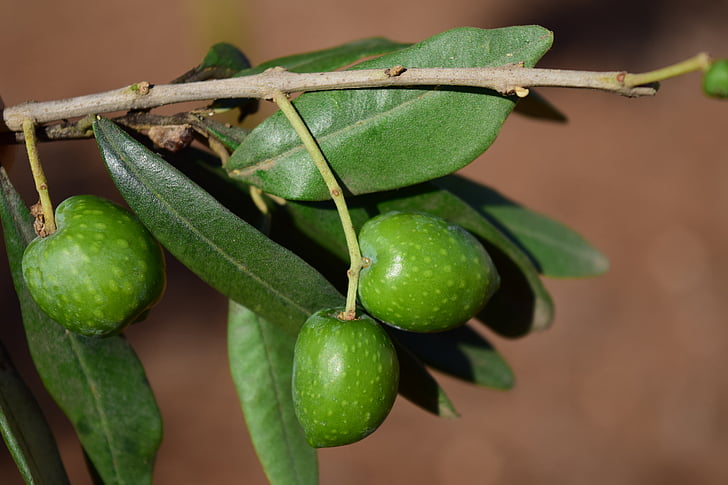 olivengren, oliven, oliventre, anlegget, natur, gren, oelfrucht