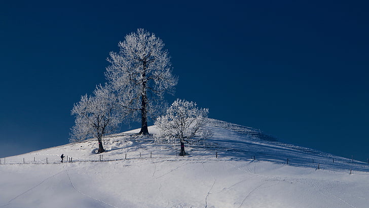 grove of trees, wintry, hill, human, cold, snowed in, snow