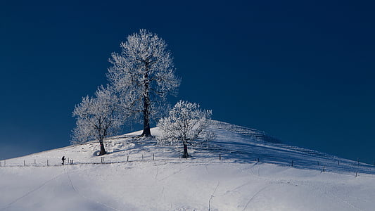 gaju drzew, chłodny, wzgórze, człowieka, zimno, śnieg w, śnieg
