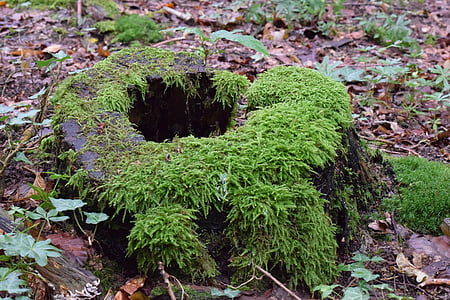 tree stump, moss, log, forest, rot, old, nature