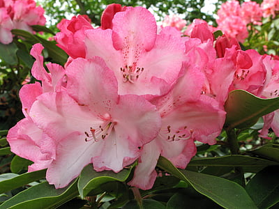 Rhododendron, rozā ziedi, Bloom, zieds, botāniskais, dārzkopības