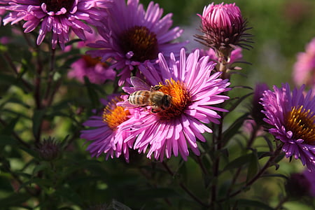 bičių, vapsva, žiedų, žydėti, rinkti žiedadulkes, rinkti nektarą, uždaryti