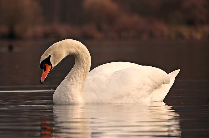 Swan, vatten, vit, vatten fågel, sjön, naturen, vit svan