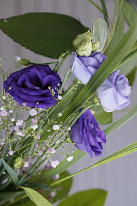 púrpura, flor, flor, floración, ramo de la, festiva, violeta
