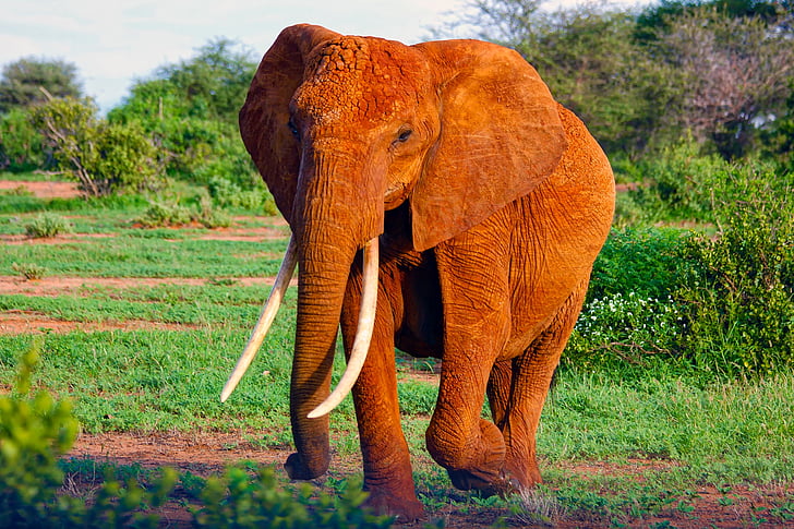 elephant, africa, animal, mammal, wildlife, safari, reserve