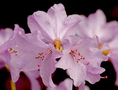 rododendron, blossom, bloom, flowers, bright, flower fullness, colorful
