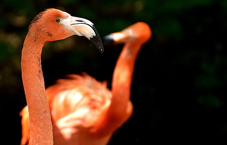 Flamingo, vták, farebné, Tierpark hellabrunn, Mníchov, jedno zviera, zvieracie motívy