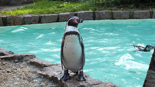 pinguin, gradina zoologica, animale, pasăre de apă, natura, pasăre, faunei sălbatice