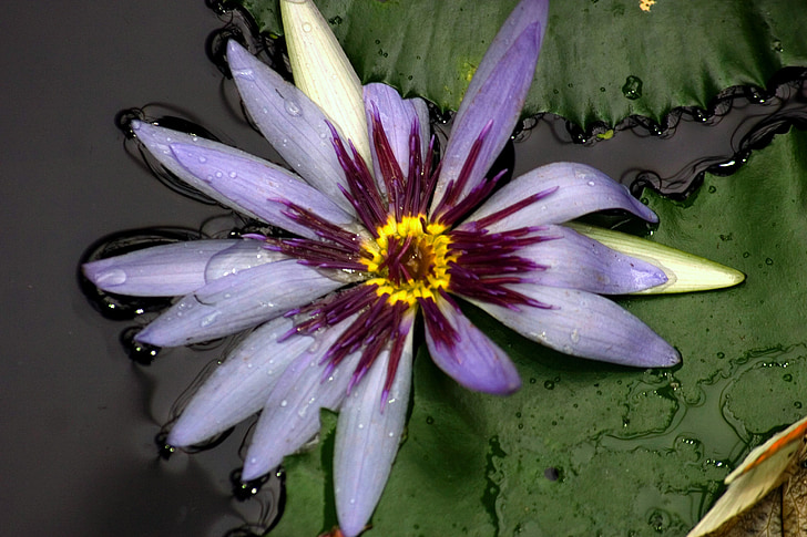 water lily, yellow, aquatic plant, teichplanze, purple yellow