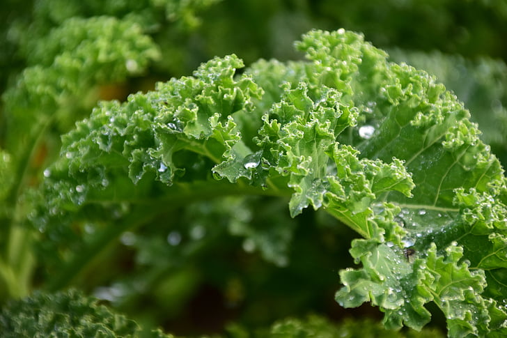 Kale, verde, foglie, giardino, sano, cibo, verdure