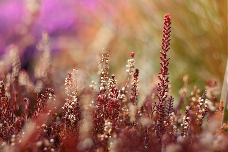 heather, blur, plant, spring, colors, no people, nature