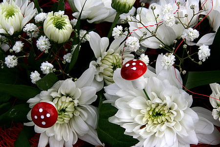 花, 蘑菇, 白色, 春天