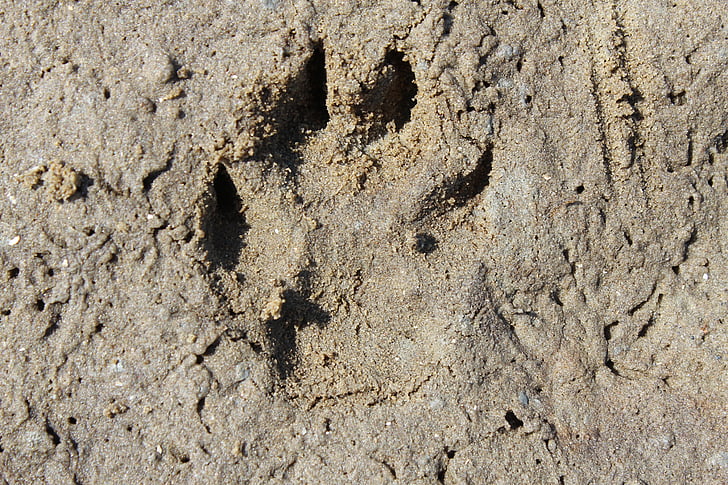 Trace, voetafdruk, hond nummer, hond tracks, sporen in het zand, strand