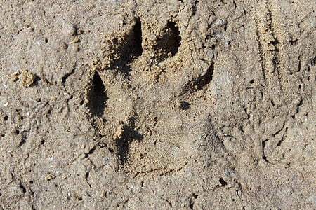 trace, footprint, dog track, dog tracks, tracks in the sand, beach