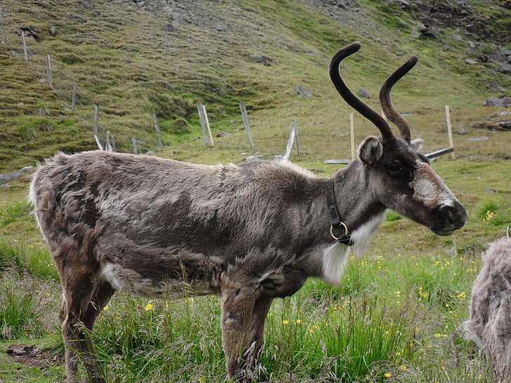 ziemeļbriežu, Islande, kaisa, dzīvnieku, daba, Horned, zīdītāju