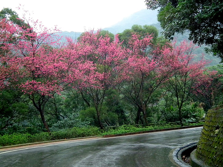 Taiwan, körsbärsblommor, landskap