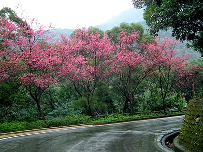 Tajwan, kwiaty wiśni, krajobraz