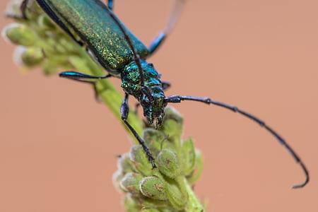Musk beetle, aromia moschata, putukad, suvel, loodus, päike, lill