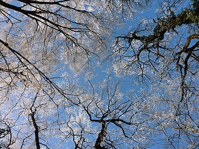 树木, 首脑会议, 天空, 蓝色, 冬天, 森林, 自然