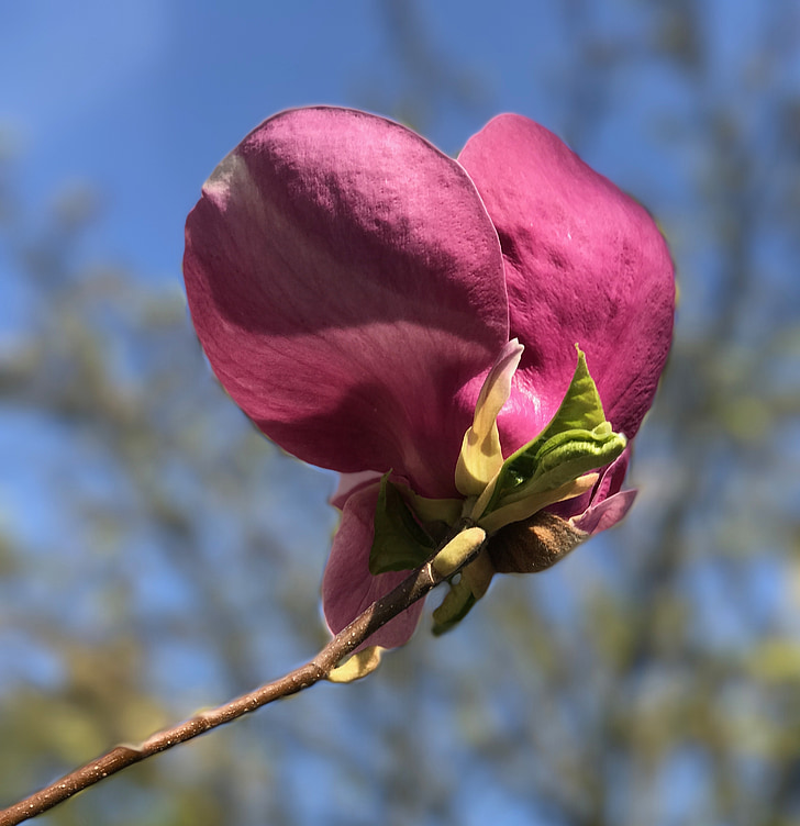 Magnólia, -de-rosa, Primavera, grande, flor de magnólia, ornamentais, filial