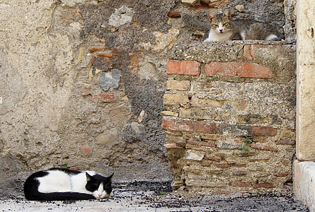 Castelmola, Sicílie, Itálie, italské město, šlofík kočky, spící koťata
