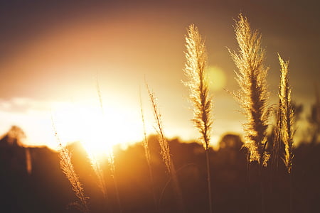 silhouette, hay, field, crops, sunset, sun, sunlight