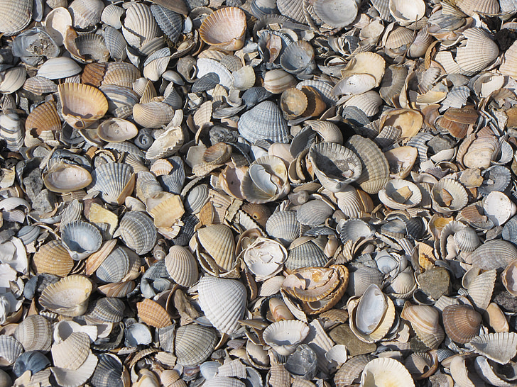 cangkang kerang, kerang, pecahan, Pantai, alam, laut, hewan shell