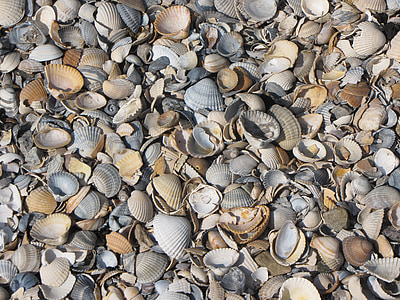 conchas de mejillón, Mejillones, fragmento de, Playa, naturaleza, mar, cáscara animal