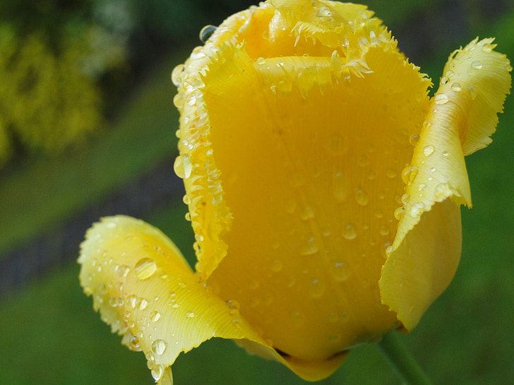 tulip, yellow, close