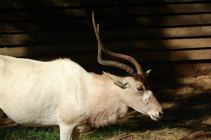 Addax, l’antilope, coins, animal, mammifère, nature, herbe