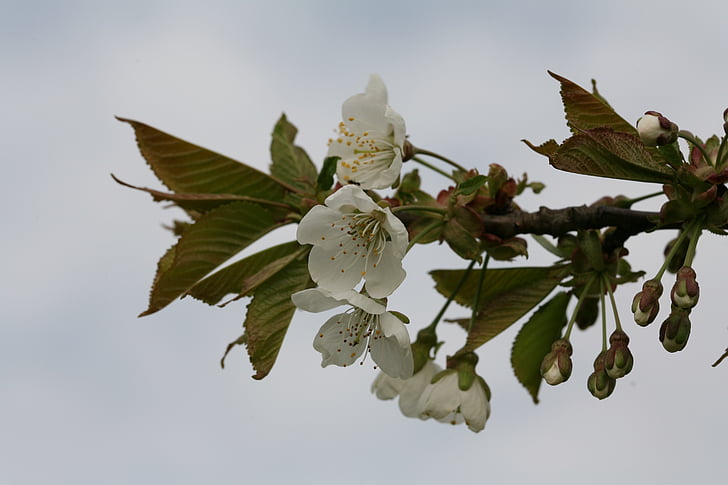 flor del cirerer, cirerers japonès, primavera, arbre, reflexió, branca, fulla