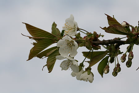 kirsebærtre blomstrer, japanske kirsebærtrær, våren, treet, refleksjon, gren, blad