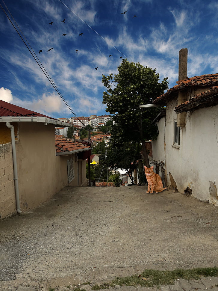 Amasya, peisaj, strada, nor, fotografie, vechi, arhitectura