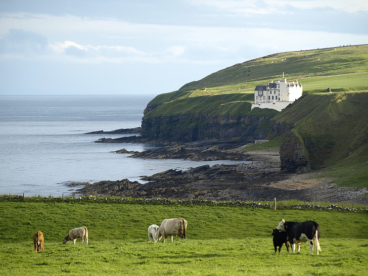 scotland, coast, castle, cows, sea, rock, water