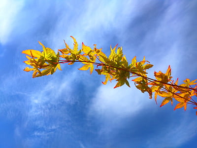 acertree, Acer, cây, mùa thu, lá, ánh sáng, màu sắc