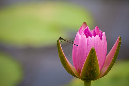 Lekno, vážka, Príroda, hmyzu, kvet, rybník, Lotus