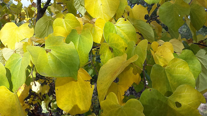 leaves, fall, seasonal, green, yellow, falling leaves, colorful