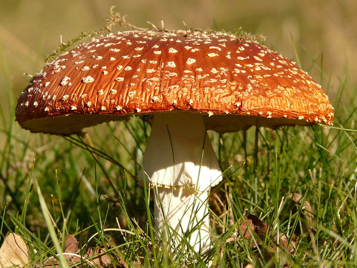 fly agaric, mushroom, gift, toxic, nature, forest, red