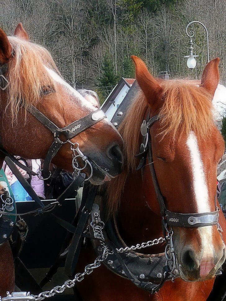 horses, harness, carriage, travel, animal, nature, outside