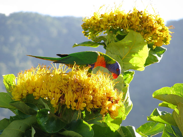 Lório, papagaio, colorido, pássaro, Austrália, vida selvagem, amarelo