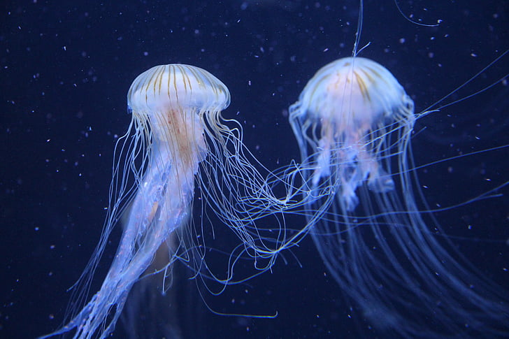 meduse, zoo di Berlino, Germania