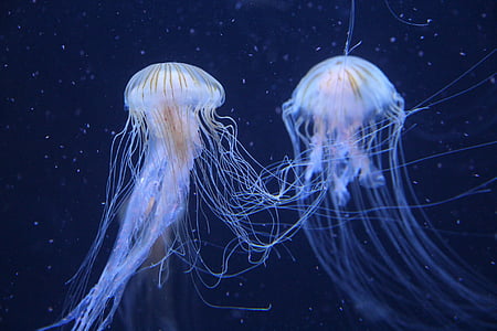 medusas, Parque zoológico de Berlín, Alemania