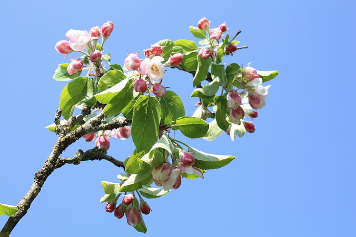 Virágszálnak Apple, almafa, Blossom, Bloom, rózsaszín, fa, fióktelep