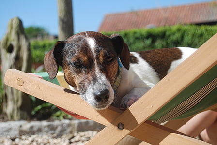 chien, Jack russell, animal, animal de compagnie, Jack terrier russell, canine