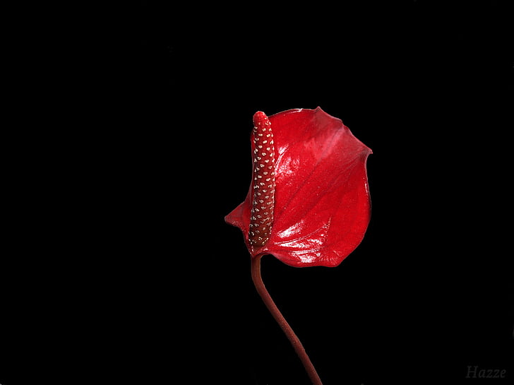 flower, red flower, nature, red, plant, petal, beauty In Nature