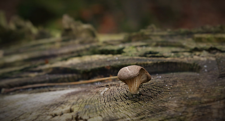 mushroom, tree, bark